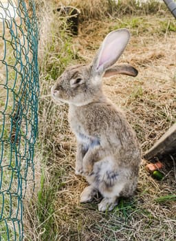 The amusing grey rabbit in a shelter