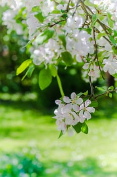 Branch of blossoming apple-tree, close-up