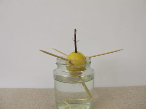 Avocado seed with young avocado sprout and root in jar