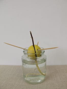 Avocado seed with young avocado sprout and root in jar