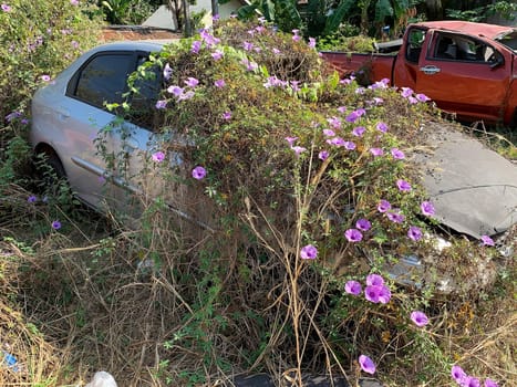 Car Wreck Environmental Disaster, forgotten damaged car with plants