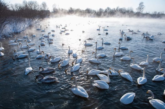 Beautiful white whooping swans swimming in the nonfreezing winter lake. The place of wintering of swans, Altay, Siberia, Russia.