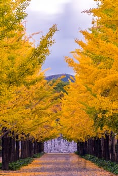 Ginkgo Road at Bandai Azuma Sport park Fukushima Japan