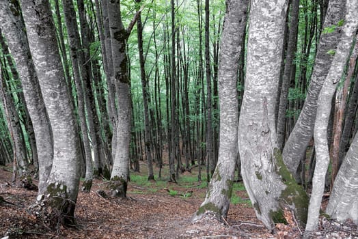 Trees grow on a steep slope in the Albanian Alps near Theth, Albania