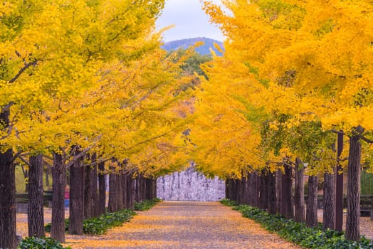 Ginkgo Road at Bandai Azuma Sport park Fukushima Japan