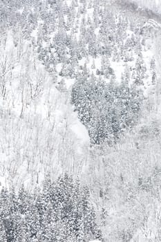 winter Landscape of Pine Forest at Shirakawago Chubu Japan