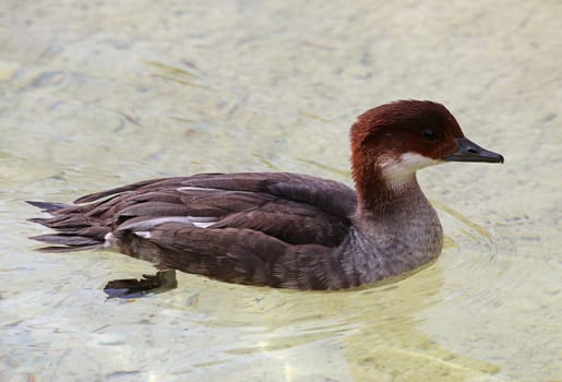 Female dwarf sawtooth Mergellus albellus