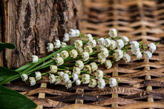 white lilies of the valley on wood background.