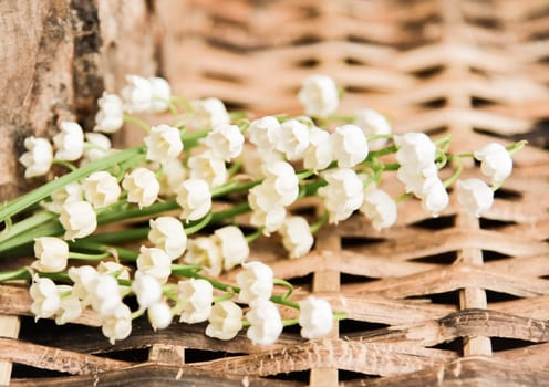 white lilies of the valley on wood background.