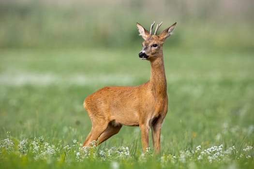 Young cautious roe deer, capreolus capreolus, buck on blossoming meadow in summer. Male mammal animal in nature. Wildlife scenery of deer with blurred background.