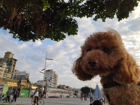 Taipei Dadaocheng Ferry Terminal, Taiwan - June 14, 2019 : The beautiful Dadao Wharf is located along the Danshui River. At sunset, it attracts many tourists to enjoy the sunset.