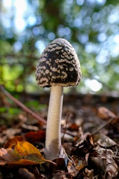 Magpie Inkcap - Coprinopsis picacea on deciduous forest floor - macro shot