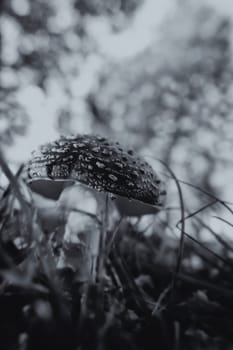 Fly agaric between grasses - Amanita muscaria in a macro shot - with soft bokeh - black and white