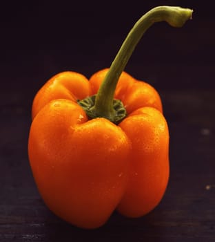 Fresh raw whole wet orange sweet pepper with stalk and water droplets for a healthy salad viewed close up over a dark background