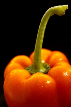Water droplets on a washed fresh orange bell pepper or capsicum with long green stalk in a close up high angle cropped view