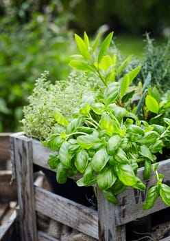 Assorted fresh herbs growing in pots in a rustic wooden crate outdoors in the garden for use in cooking or alternative medicine, basil in the foreground