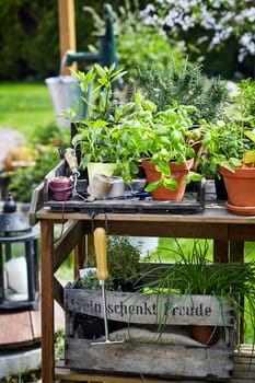 Rustic wooden garden table with potted plants and herbs, hand tools and string with an old wooden crate with chives and rosemary below outdoors in a private backyard