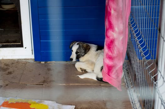 big white dog in the shelter house, charity and mercy theme, animal shelter, dog rescue, volunteer work