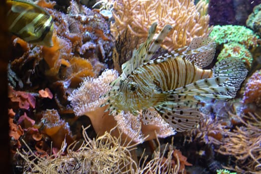 fire fish