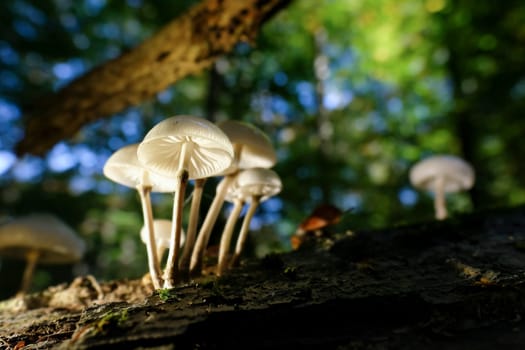 Porcelain Fungus - Oudemansiella mucida in a macro shot