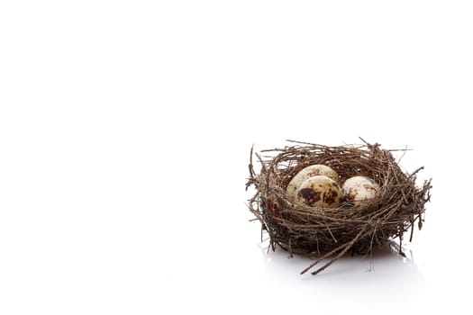 Quail eggs in a real nest on a white background with copy space.