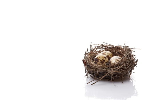 Quail eggs in a real nest on a white background with copy space.