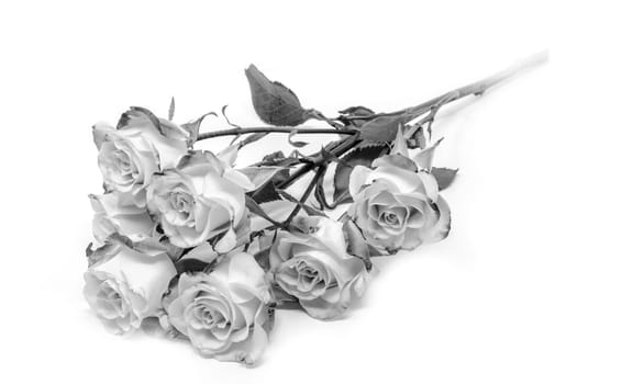 Many Bright monochrom bush roses soft against white background