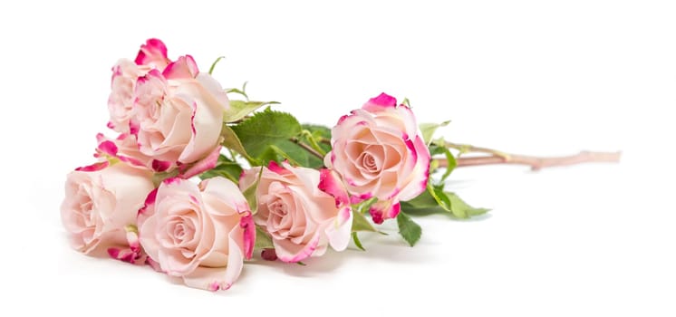 Many Bright fuchsia bush roses soft against white background
