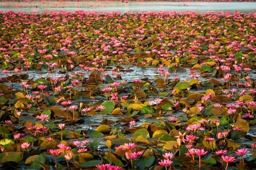 Lotus Flower Lake, standing water full of tropical water plants