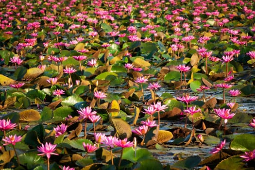 Lotus Flower Lake, standing water full of tropical water plants
