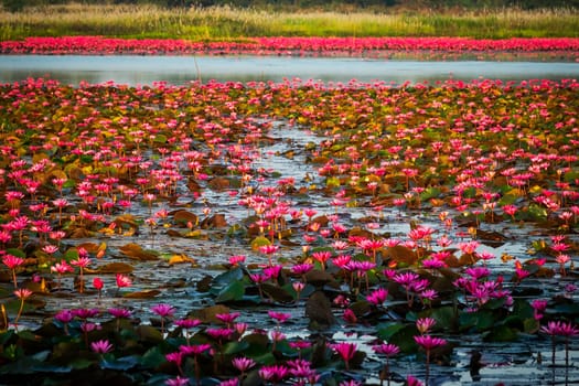 Lotus Flower Lake, standing water full of tropical water plants