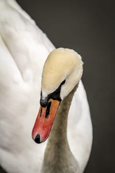 Portrait of a swan, swan detail