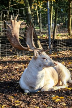 portrait of a deer