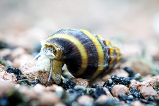 Snail (Clea Helena)