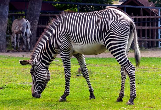 Zebra closeup in the famous Moscow zoo.