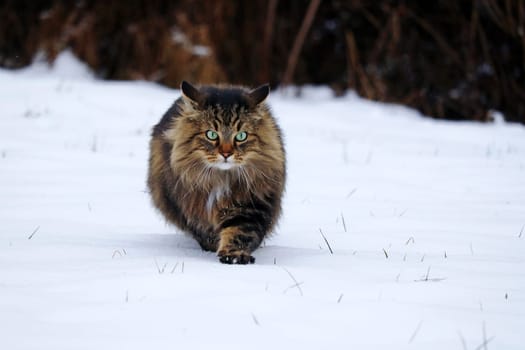 A pretty young Norwegian Forest Cat hunting in the snow