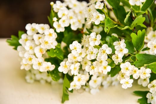 Hawthorn blossoms Crataegus on wood.
