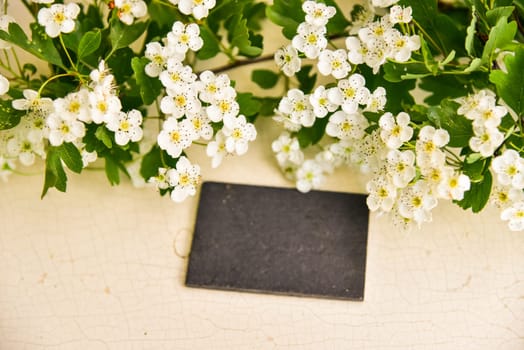 Weißdorn Blüten Crataegus auf Holz