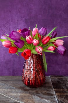 Colorful tulips in spring in front of purple background