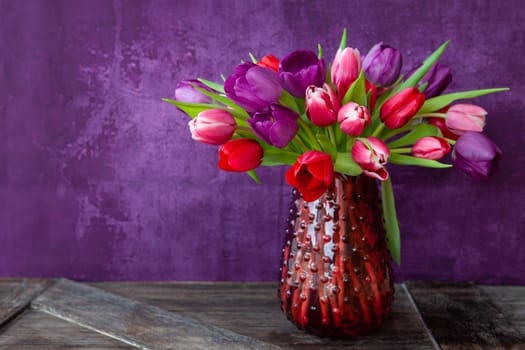 Colorful tulips in spring in front of purple background