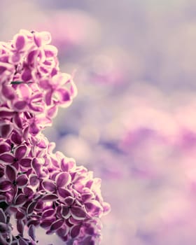 Lilac flowers spring blossom, sunny day light bokeh background