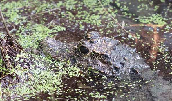 Close-up of a Chinese alligator (Alligator sinensis)