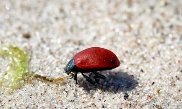 beatle on sand, plastic
