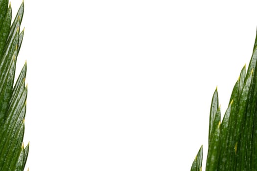 Palm leaf background. Closeup of nature green palm leaf border background on a white background. Template palm leaves with frame. Space.