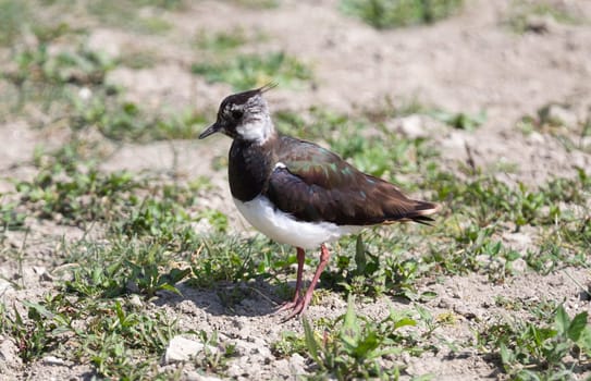 Vanellus vanellus in it's natural habitat, the Netherlands