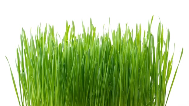 fresh green wheat grass isolated on white background