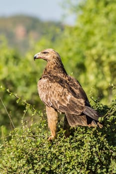 Raven eagle on a tree in samburu park in central Kenya with blood on beak