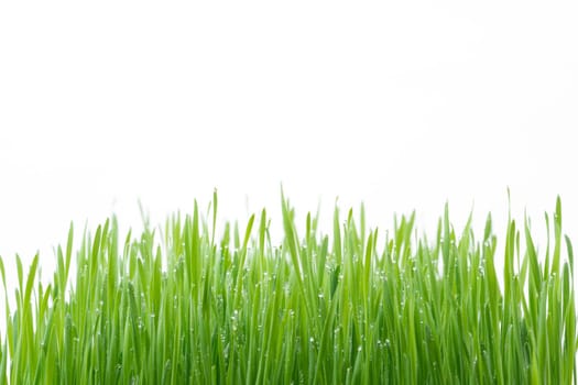 fresh green wheat grass isolated on white background
