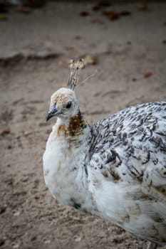 Portrait of a Peacock