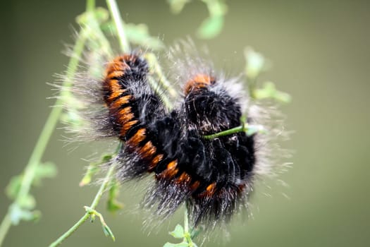 caterpillar of the blackberry moth